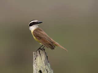 Great Kiskadee perched on a fence post against blur background, portrait