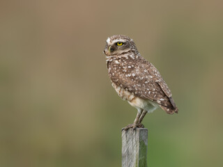 Burrowing Owl perched on a fence post against blur background, portrait