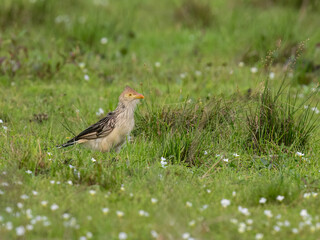Guira Cuckoo standing on the grass