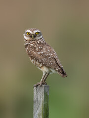 Burrowing Owl perched on a fence post against blur background, portrait