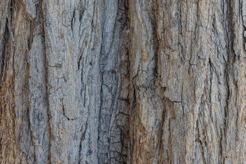 bark of a tree close up	
