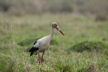 Fototapeta premium Maguari Stork standing in the field against the grassy background