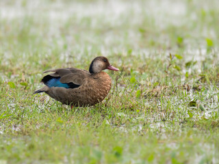 Brazilian Teal standing on the grass