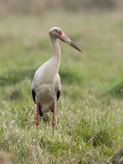 Maguari Stork standing in the field against the grassy background