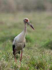 Fototapeta premium Maguari Stork standing in the field against the grassy background