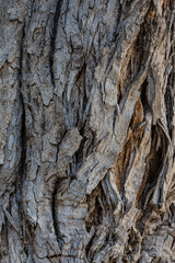 bark of a tree close up