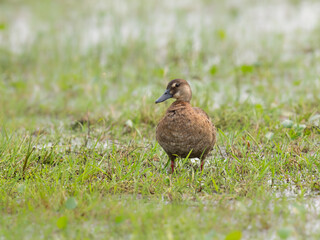 Brazilian Teal standing on the grass