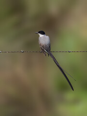 Fork-tailed Flycatcher on fence wire against green background