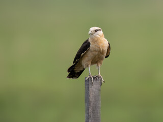Yellow-headed Caracara perched on a fence post against blur background