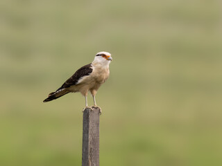 Yellow-headed Caracara perched on a fence post against blur background