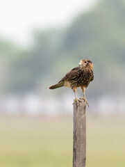 Chimango Caracara perched on a fence post against blur background