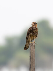 Chimango Caracara perched on a fence post against blur background