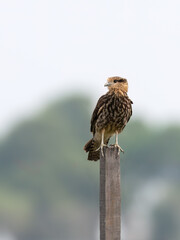 Yellow-headed Caracara perched on a fence post against blur background