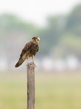 Chimango Caracara perched on a fence post against blur background