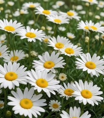 Fototapeta premium A lush field of white and yellow daisies swaying gently in the breeze , countryside, daisies, landscape