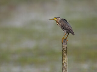 Yellow-headed Caracara perched on a fence post against blur background