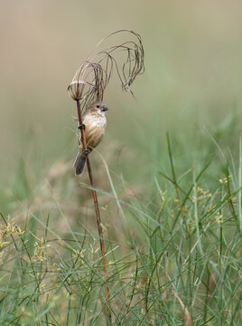Marsh Seedeater perched on aquatic plant