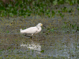 Snowy Egret wading in a wetland habitat surrounded by aquatic vegetation 