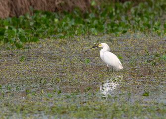 Snowy Egret wading in a wetland habitat surrounded by aquatic vegetation 