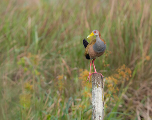 Giant Wood-Rail perched on a fence post against blur background
