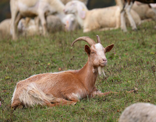 brown goat with horns and a beard lying on the meadow among a flock of sheep