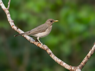 Creamy-bellied Thrush on tree branch against green background