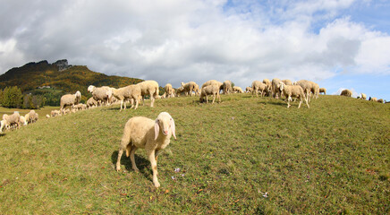 woolly sheep grazing on a hill with the flock under a cloudy sky