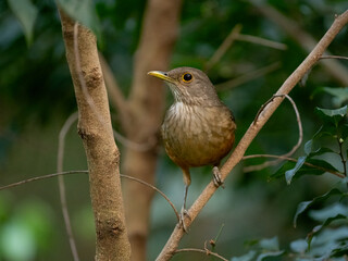 Rufous-bellied Thrush on tree branch against green background
