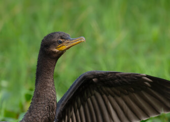 Neotropic Cormorant closeup portrait  on green