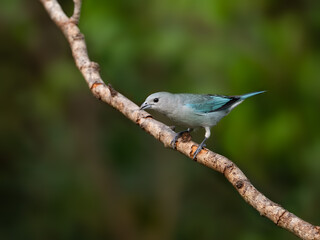 Obraz premium Sayaca Tanager on tree branch against green background