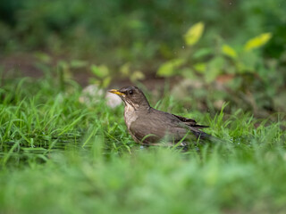 Creamy-bellied Thrush on foraging on the grass