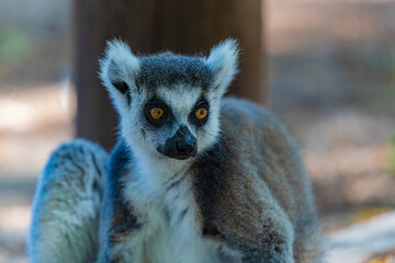 portrait of a ring-tailed lemur	
