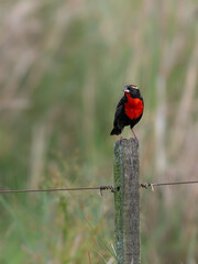 White-browed Meadowlark  perched on a fence post