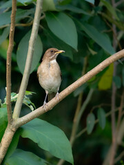 Creamy-bellied Thrush on tree branch against green background