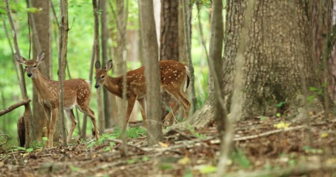 A herd of deer watches nervously in a suburban back yard in Chapel Hill, North Carolina. Ambient sounds of nearby traffic.