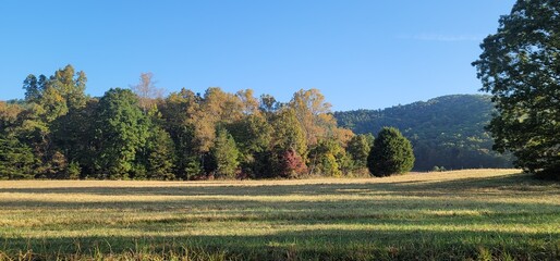 forest in autumn