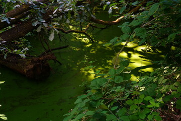 Oasis of Punte Alberete: a freshwater wetland stretching for about 190 hectares near Ravenna (Italy)