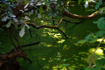 Oasis of Punte Alberete: a freshwater wetland stretching for about 190 hectares near Ravenna (Italy)