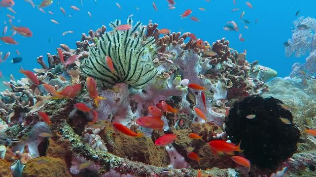 School of tropical fish and sea lily on the colorful underwater coral reef. Scuba diving with ocean wildlife. Snorkeling on the reef with sea lilies, corals and red anthias fish.