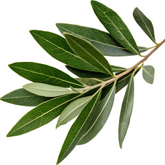 Olive Branch with Green Leaves isolate on transparent background cutout, PNG, Cutout