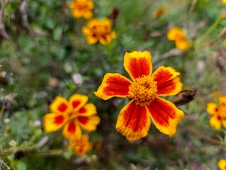 A close up of a yellow and red flower in a field