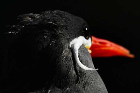 Close-up of an Inca Turn, lit by the sun against a black background. This striking black bird with a bright red beak occupies part of the same habitat ruled by ancient Inca Empire in South America.