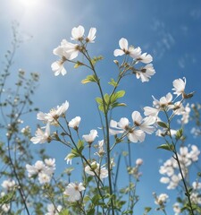 delicate petals and stems against a bright blue sky, colorful, serene, outdoor