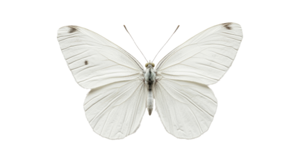 A delicate white butterfly with detailed wings, showcasing its intricate patterns and structure.