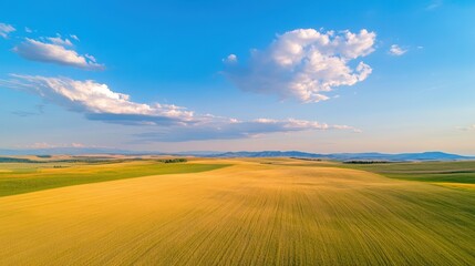 Obraz premium A vast, golden field stretches under a bright blue sky adorned with fluffy clouds, showcasing the beauty of rural landscapes.