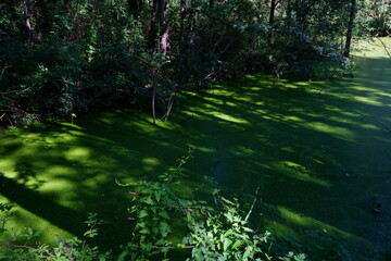 Oasis of Punte Alberete: a freshwater wetland stretching for about 190 hectares near Ravenna (Italy)