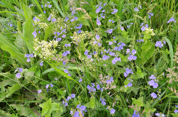  We see a picture of early spring light green grass, on which blue and yellow flowers are visible