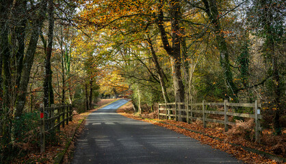 The New Forest, a national park and one of the largest forested areas in southern England, in all its autumn glory.