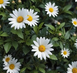 Obraz premium intricate details of daisybush flowers and leaves, stems, natural world