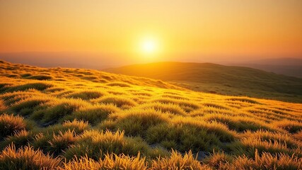 Obraz premium Soft golden light on peat moss patch during sunrise, nature scene, dawn light, natural beauty
